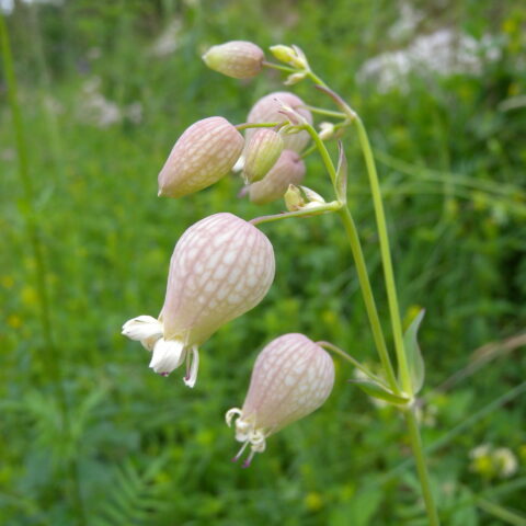 Silene inflata