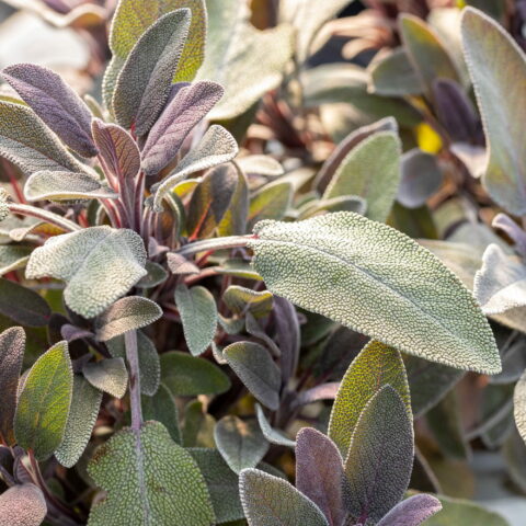 Salvia officinalis "Purpurascens"