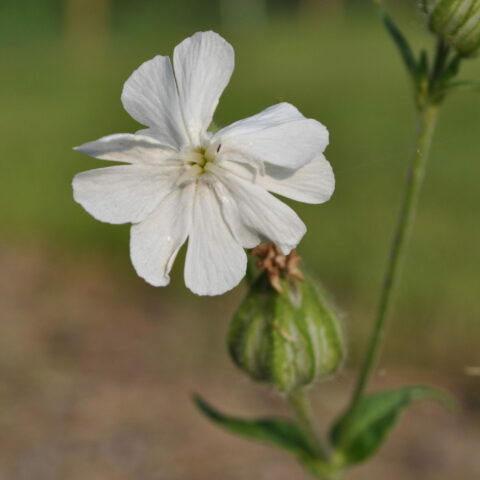 Silene latifolia alba