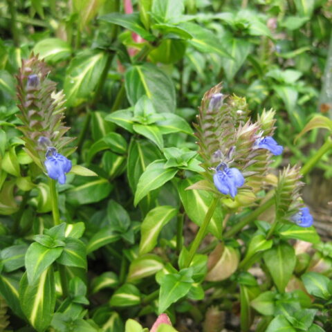 Rungia klossii