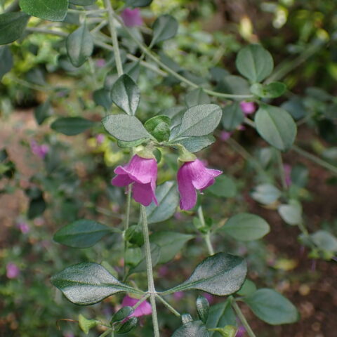 Prostanthera rotundifolia