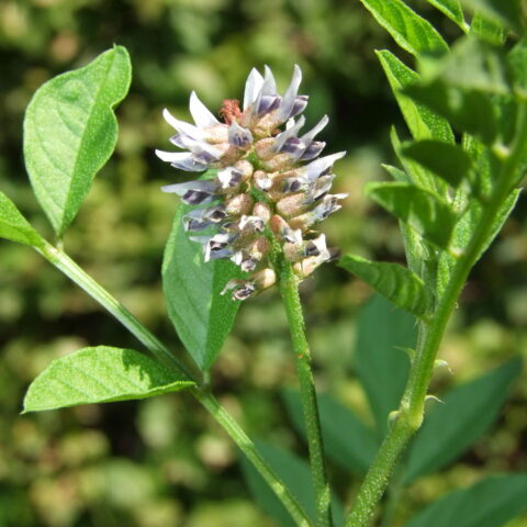 Glycyrrhiza glabra