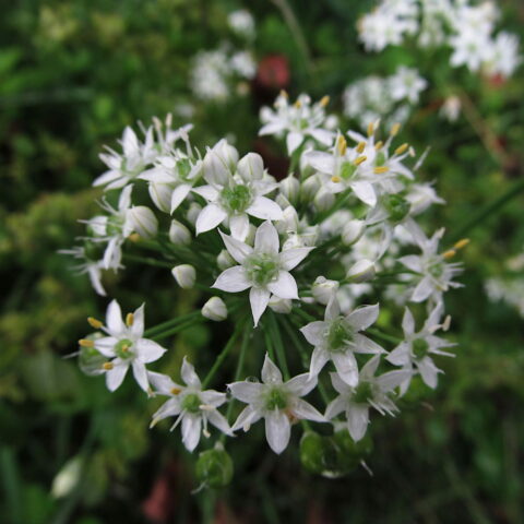 Erba aglina