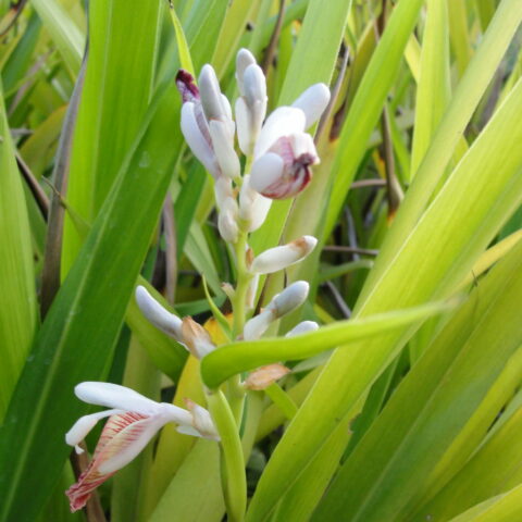 Alpinia galanga