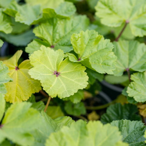 Malva sylvestris