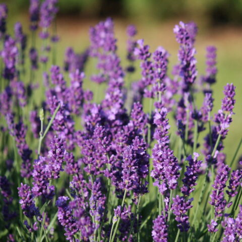 Lavandula angustifolia