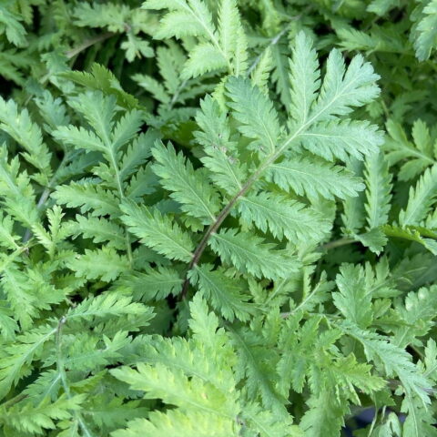 Tanacetum vulgare