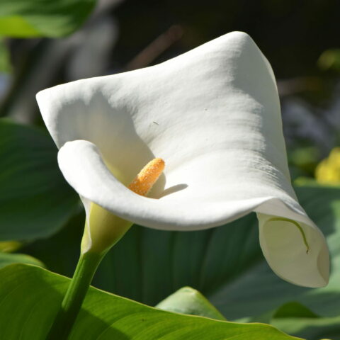 Zantedeschia Aethiopica