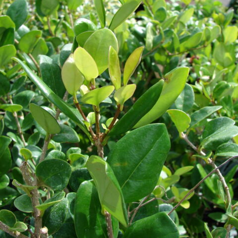 Ligustrum texanum