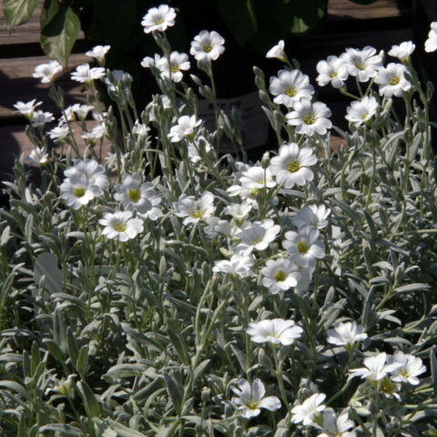 Cerastium tomentosum