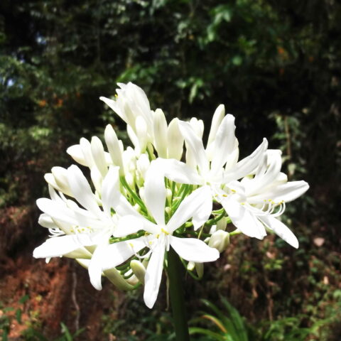 Agapanthus "OrientalisAlbus"