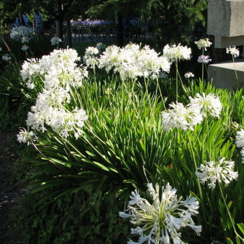Agapanthus "Umbellatus White"