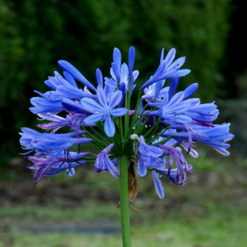 Agapanthus Umbellatus Blue