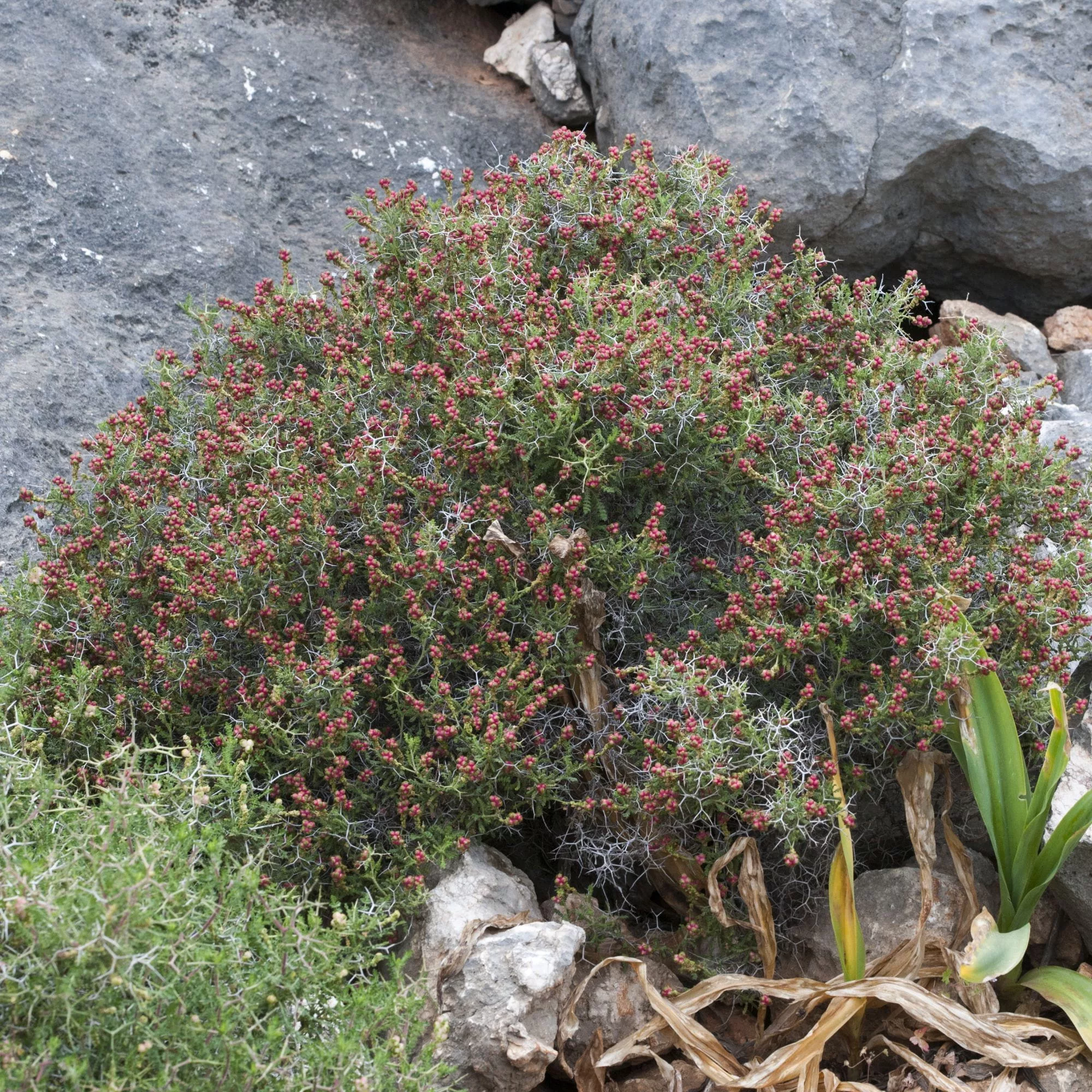 Sarcopoterium spinosum