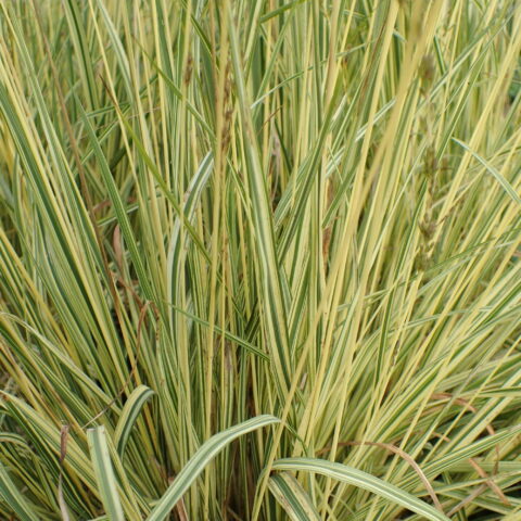 Molinia caerulea subsp. caerulea "Variegata"
