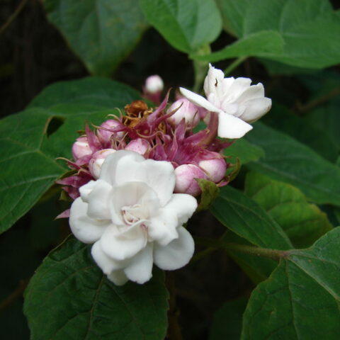 Clerodendrum fragrans