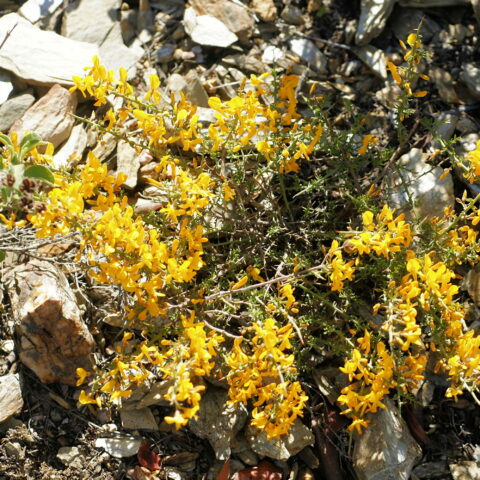 Calicotome spinosa