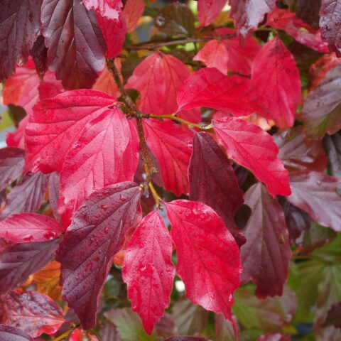 Parrotia persica "Bella"