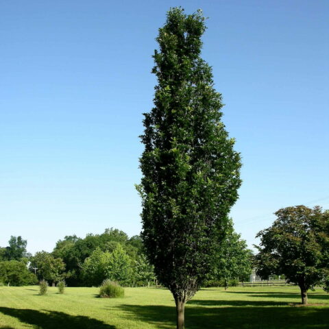Quercus x warei "Regal Prince"