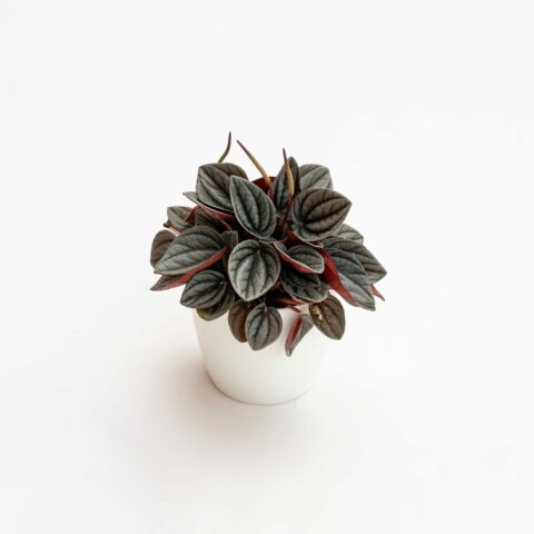 Peperomia caperata "Santorini"