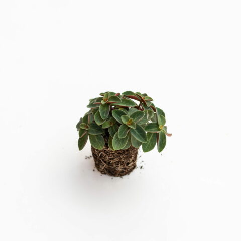 Peperomia verticillata "Red Log" Baby Plant