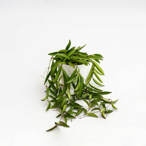 Hoya wayetii