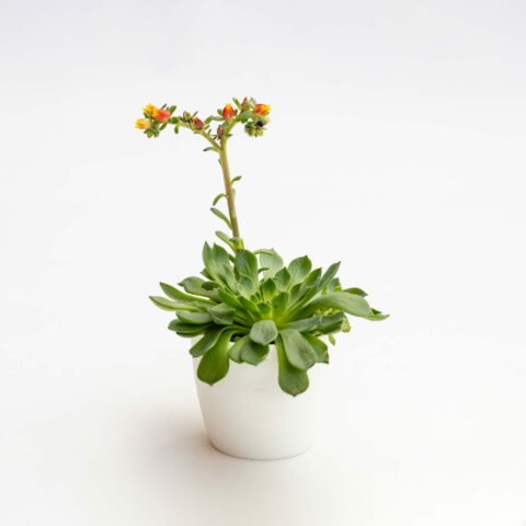 Echeveria setosa