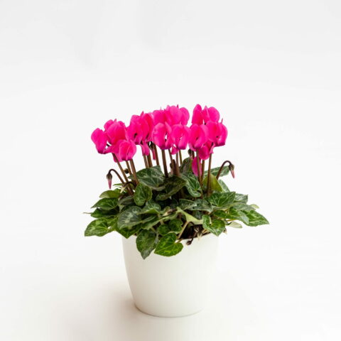 Ciclamino mini