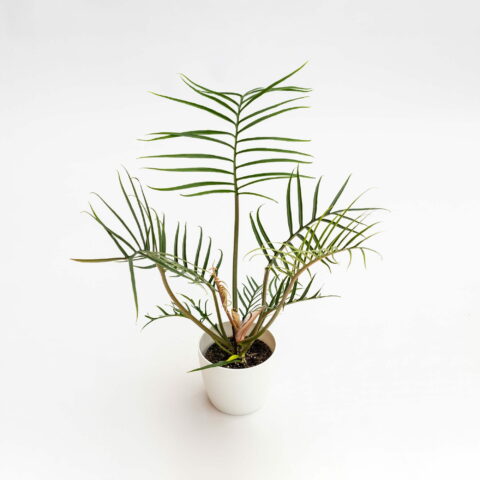 Philodendron bipinnatifidum "Tortum"