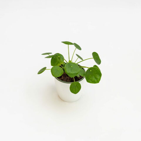 Pilea peperomioides