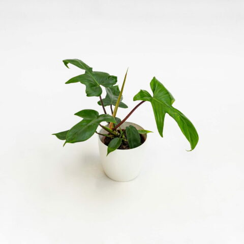 Philodendron "Florida Green"