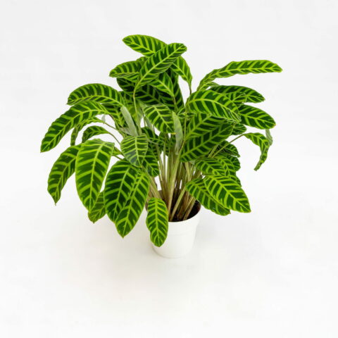 Calathea zebrina