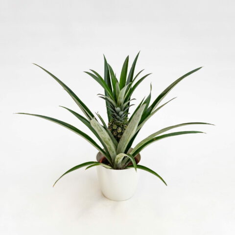 Ananas "Champaca"
