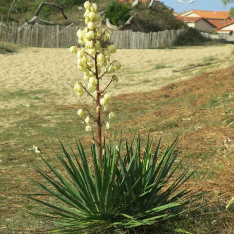 Yucca filamentosa