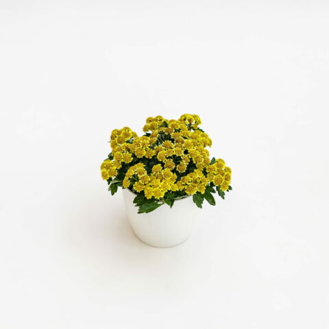 Ajania pacifica "Pacific Yellow"