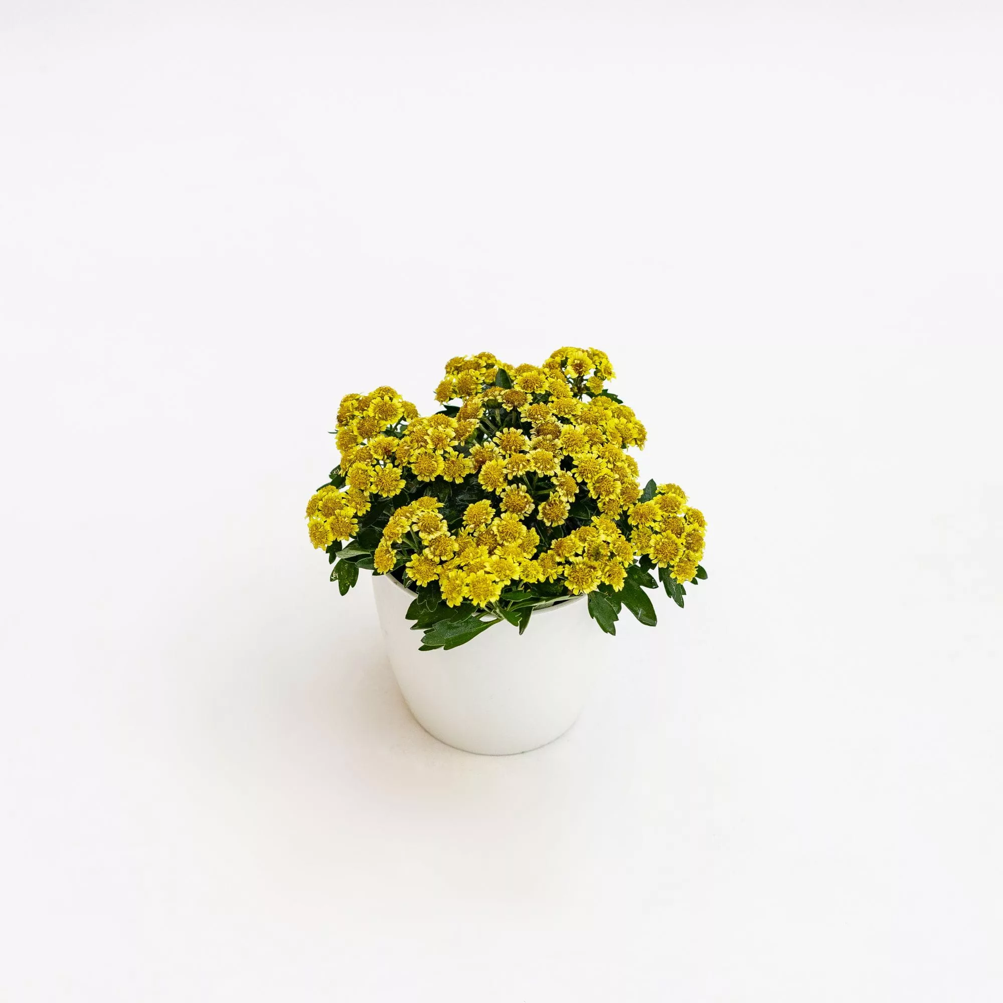 Ajania pacifica "Pacific Yellow"