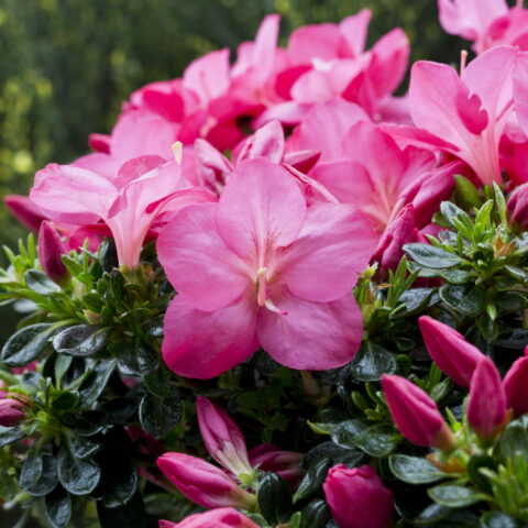 Azalea impeditum "Anouk"