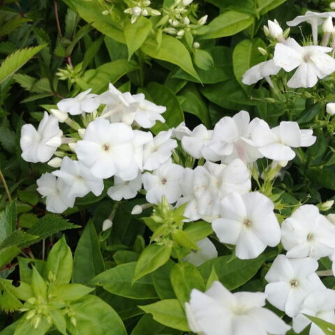 Phlox paniculata "Adessa Compact White"