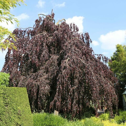 Fagus sylvatica "Purpurea Pendula"
