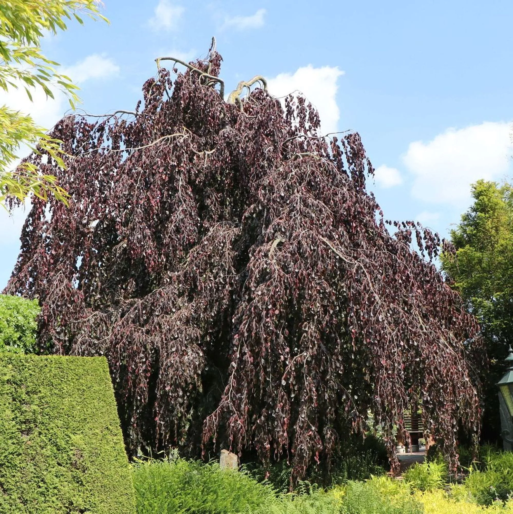 Fagus sylvatica "Purpurea Pendula"