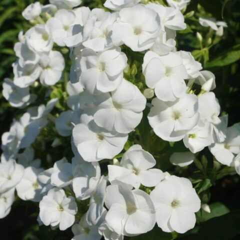 Phlox paniculata "Adessa White"