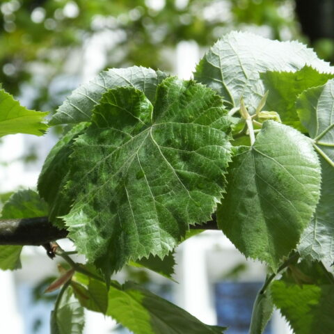 Tilia tomentosa "Brabant"