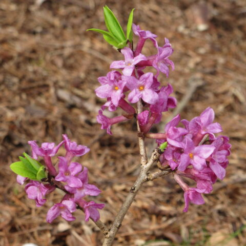 Daphne mezereum "Rubra"