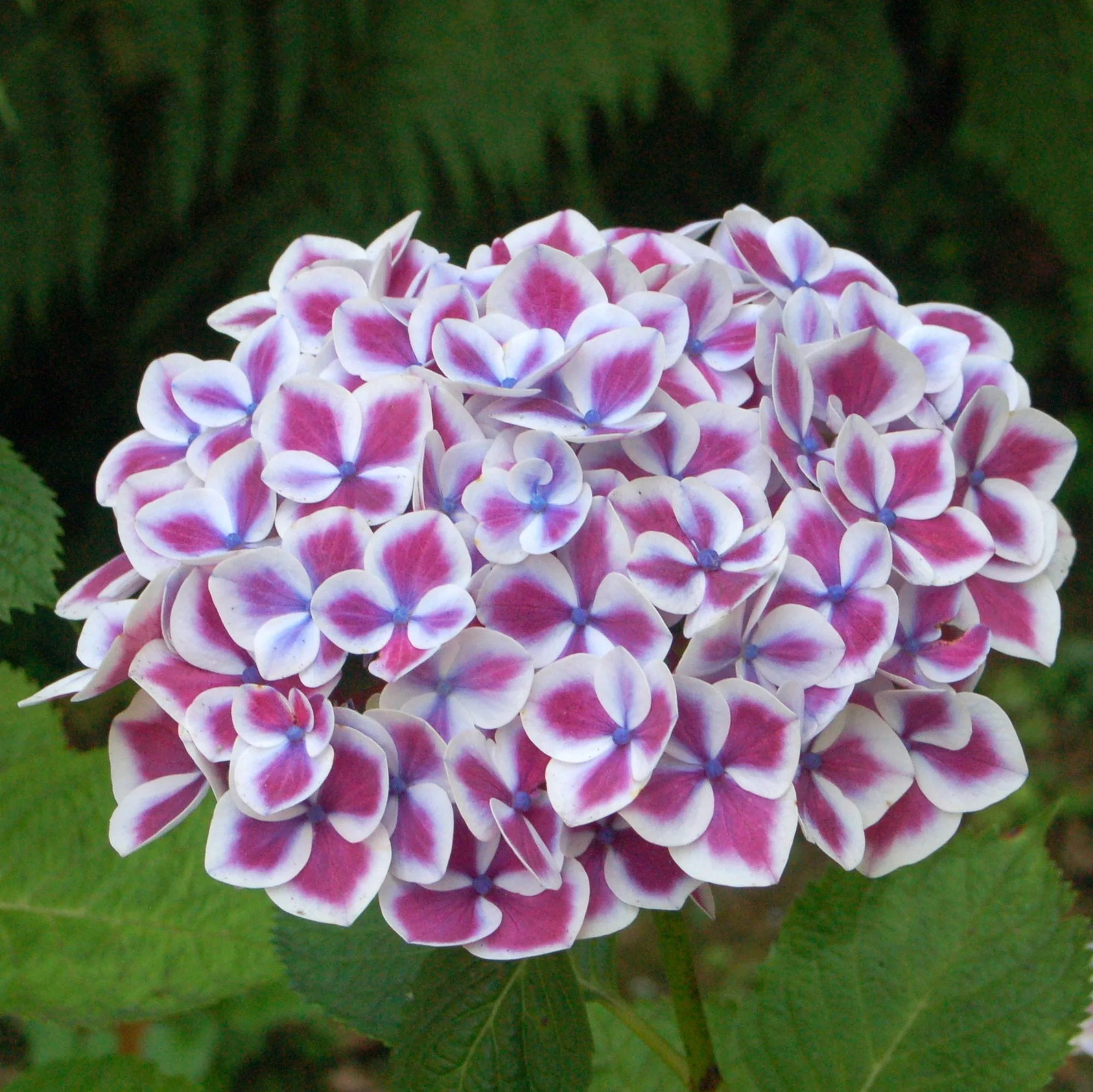 Hydrangea macrophylla "Red Ace"
