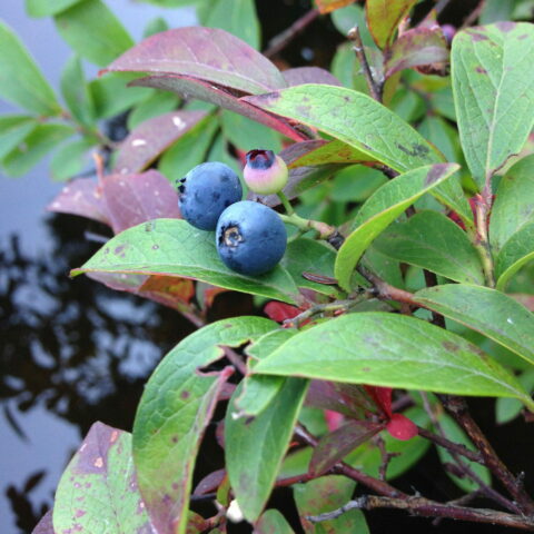 Mirtillo americano "Blue Dessert" - Tardivo