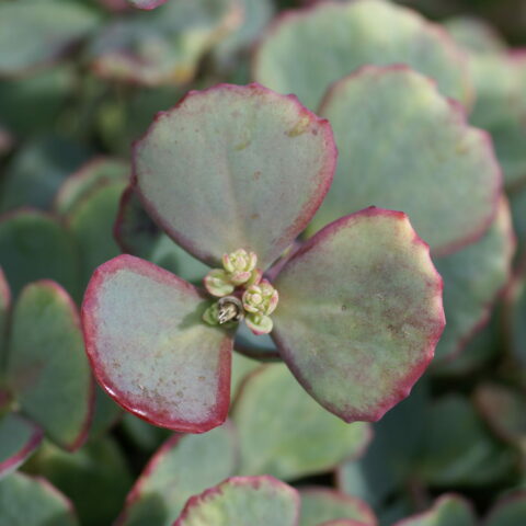 Sedum sieboldii