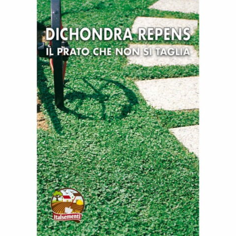 Dichondra repens (Semente)