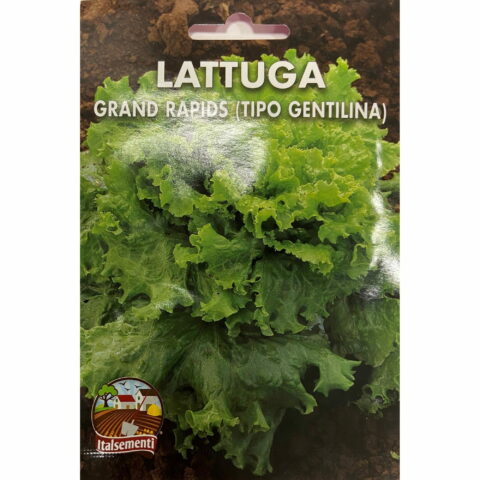 Lattuga "Grand Rapids" gentilina (Semente)