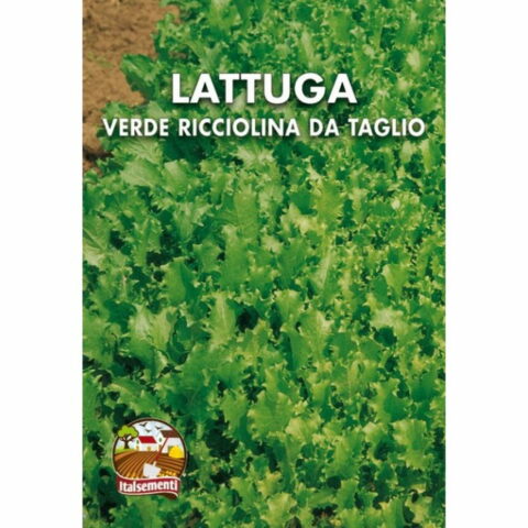 Lattuga verde ricciolina da taglio (Semente)