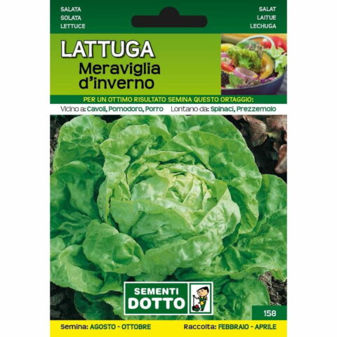 Lattuga Meraviglia d'Inverno (Semente)
